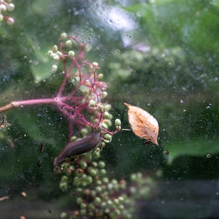 Oases of peace and quiet: photographer Marjolein Vinkenoog captures Amsterdam's urban agriculture