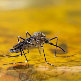 Person dies from West Nile virus contracted in the Netherlands