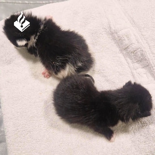 Mutilated kittens found in a bag in Amsterdam-West