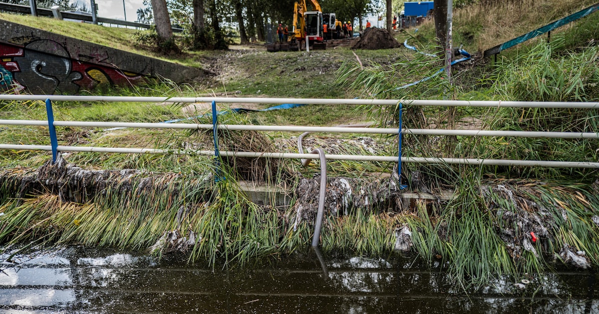 Na rioolbreuk in Noord maken boeren zich grote zorgen over hun vee: ‘Ik vind het een grof schandaal’
