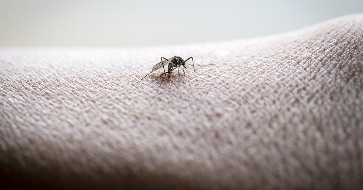 Persoon uit de regio Amsterdam besmet met westnijlvirus