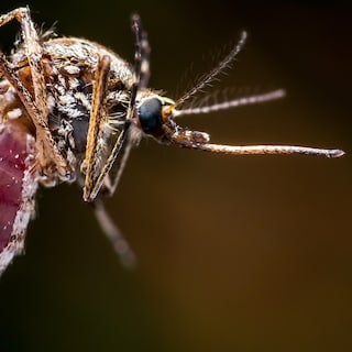 West Nile virus spreading in the Netherlands: how high is the risk of a serious infection?