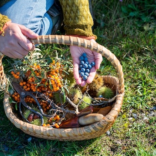 Foraging in Amsterdam: where to pick the tastiest ingredients in September