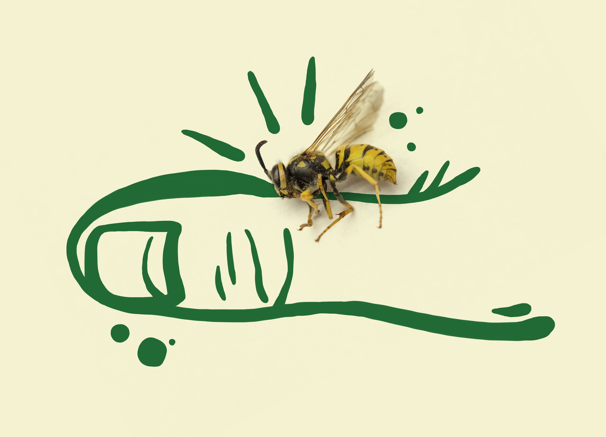 Why wasps are more useful than we often think