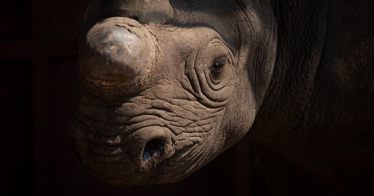Stapje voor stapje keert de zwarte neushoorn terug in Botswana, mede dankzij deze drie Nederlanders