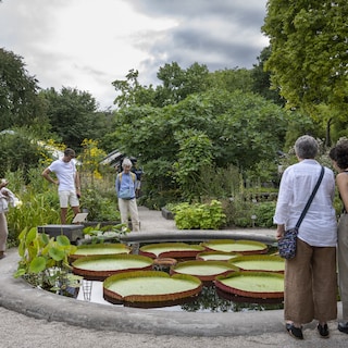 'Queen of water lilies' in bloom, Hortus Amsterdam extends opening hours