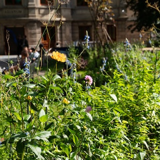 Butterflies are struggling, so Amsterdam is working on a butterfly highway: ‘We need to connect green spaces’