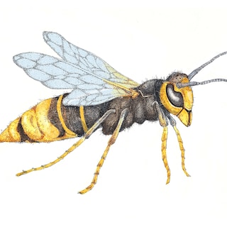On the trail of hornet hunters in Amsterdam: If the acid she sprays gets in your eyes, you’ll be temporarily blind