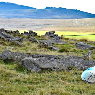 Review: Walk the Blue Fields: Claire Keegan writes timeless snapshots of rural Irish life