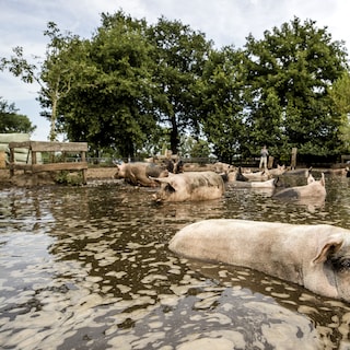 Opinie: ‘Handen af van onze boeren? Laten we vooral boeren omarmen die bereid zijn tot vernieuwing’