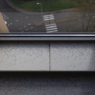 Seniors in Noord have suffered from flies for years: 'My daughter won't visit anymore, I'm isolated'