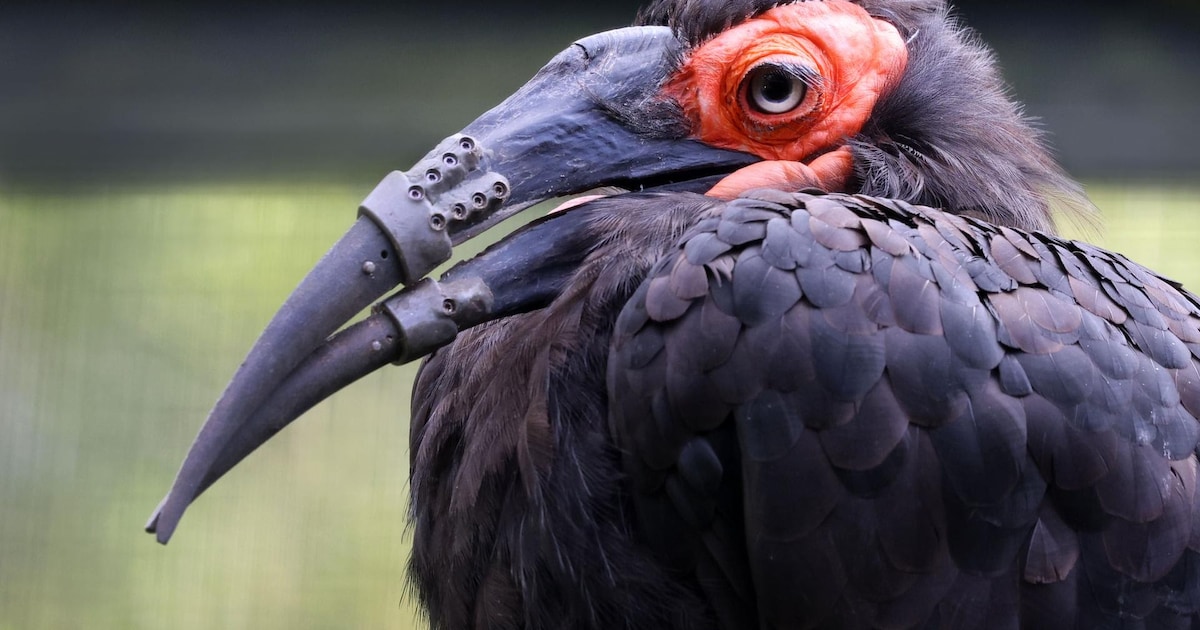Primeur in Artis: geblesseerde vogel krijgt eerste volledig 3D-geprinte ...