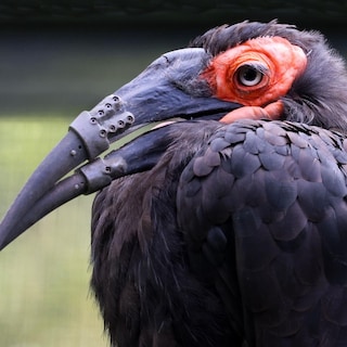 Primeur at Artis: injured bird receives first fully 3D-printed beak
