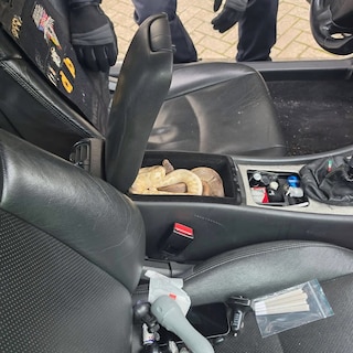 Police make bizarre discovery in car: two pythons in the center console, a box of mice, and a goldfish