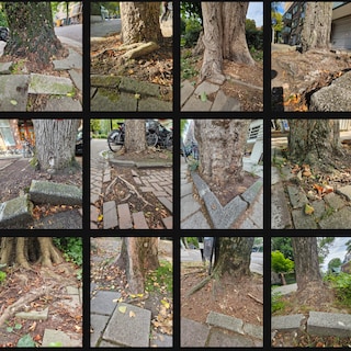 The Collection: the tree is fighting the sidewalk