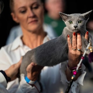 Around 1,500 pedigree cats take part in beauty pageant in Vijfhuizen: 'This is just very emotional'