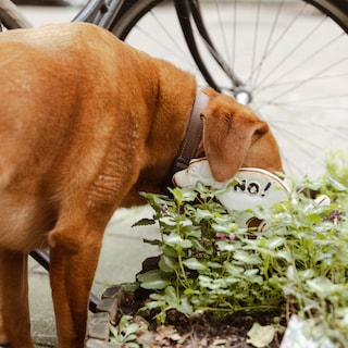 Amsterdam-Zuid dog owner Arjan wants a dog toilet on Valeriusplein: 'Our front door gets soaked too'