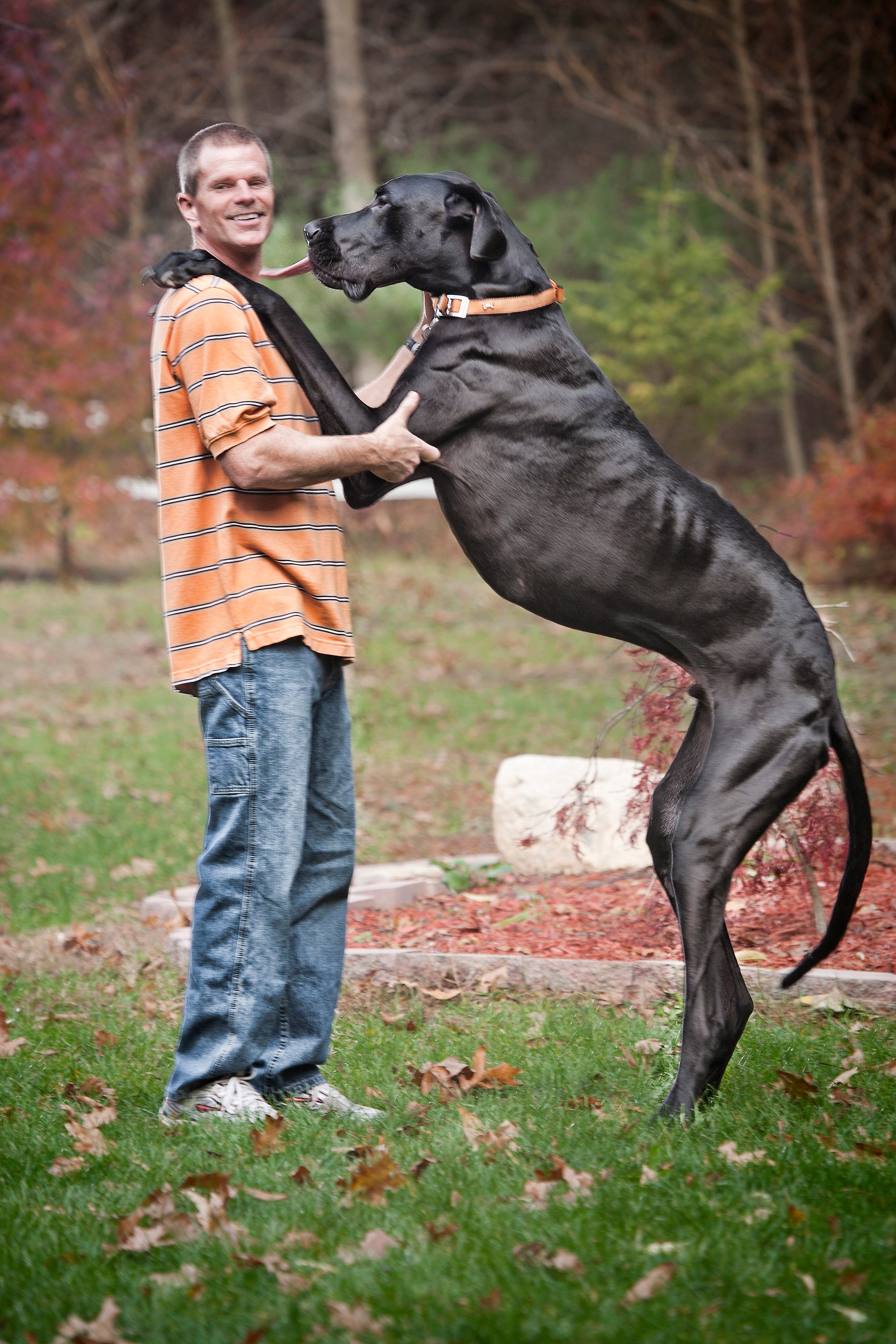Duitse dog Zeus is de hoogste hond ter wereld
