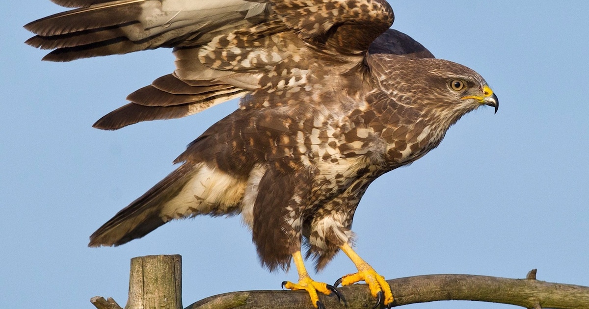 Nesten roofvogels weer doelwit in Friesland