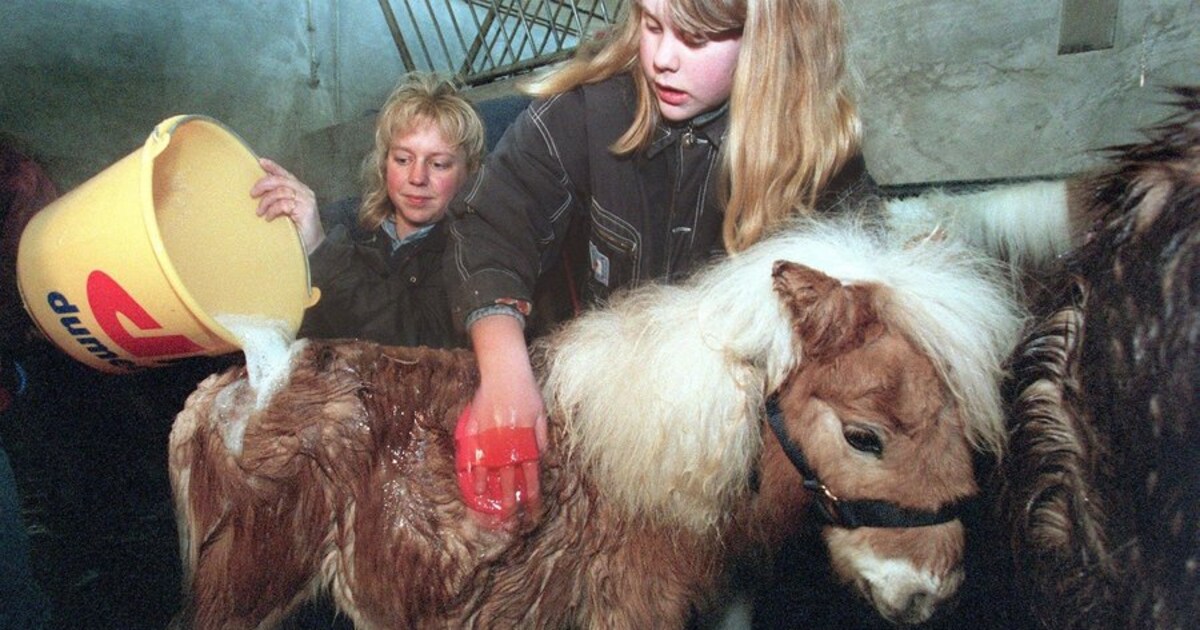 Zwaar verwaarloosde kreupele pony's gevonden