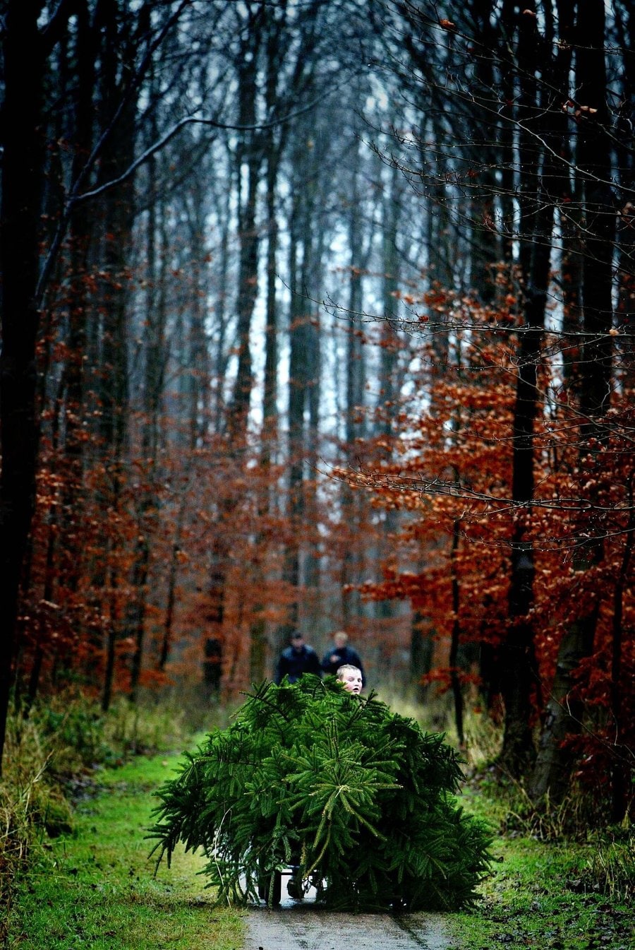 Kom zelf je kerstboom omhakken op de Veluwe Het Parool