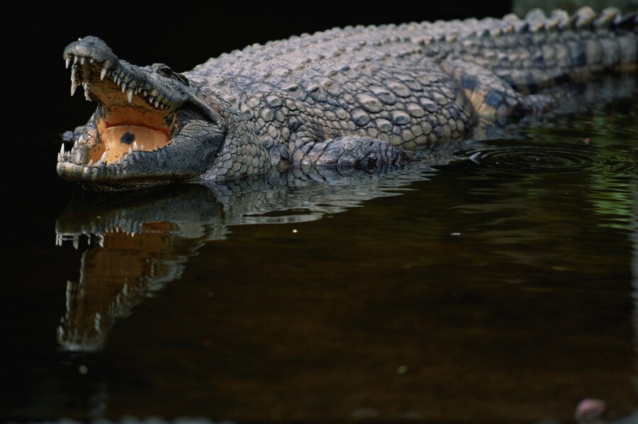 Krokodillen omsingelen man 3 dagen lang