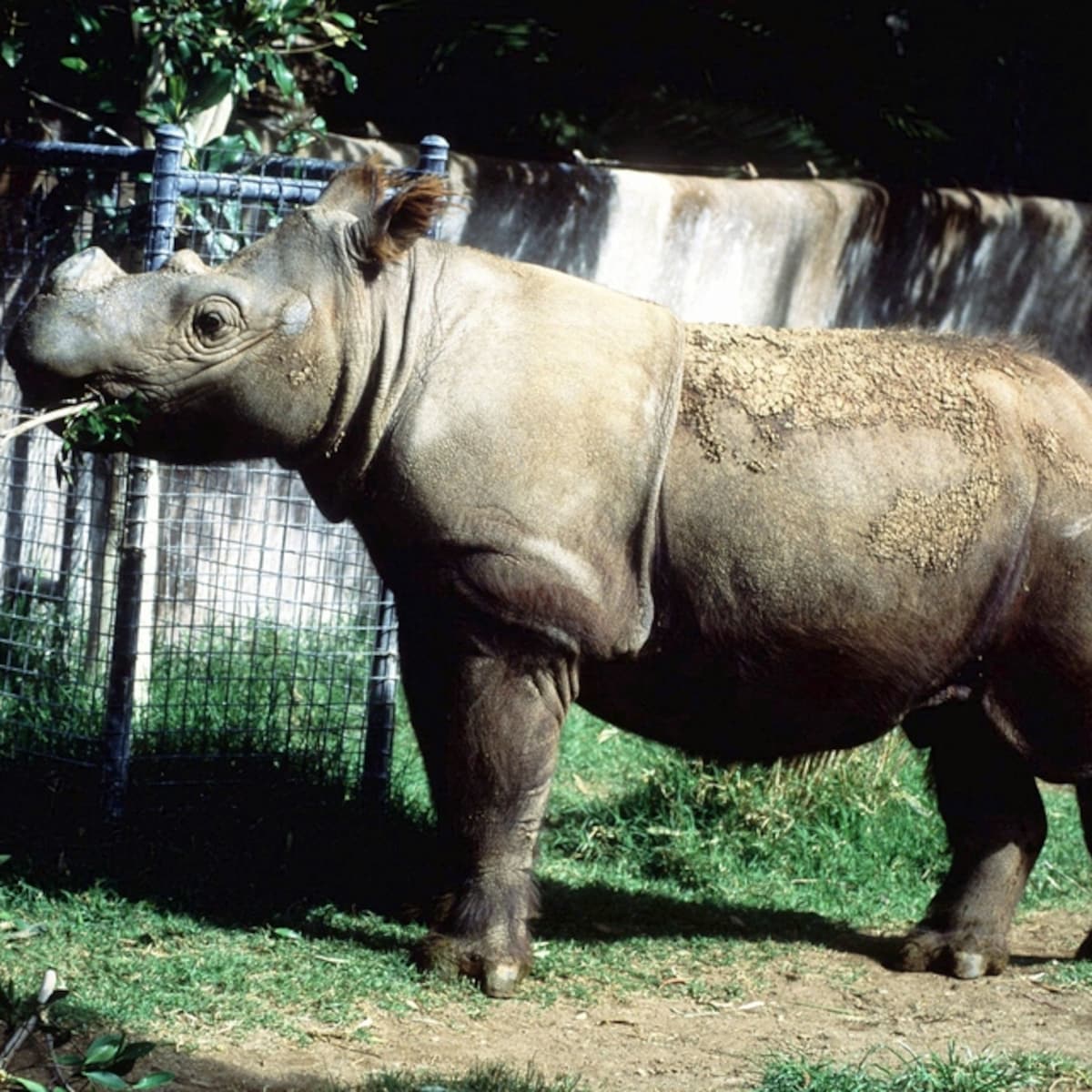 Baby Sumatraanse Neushoorn
