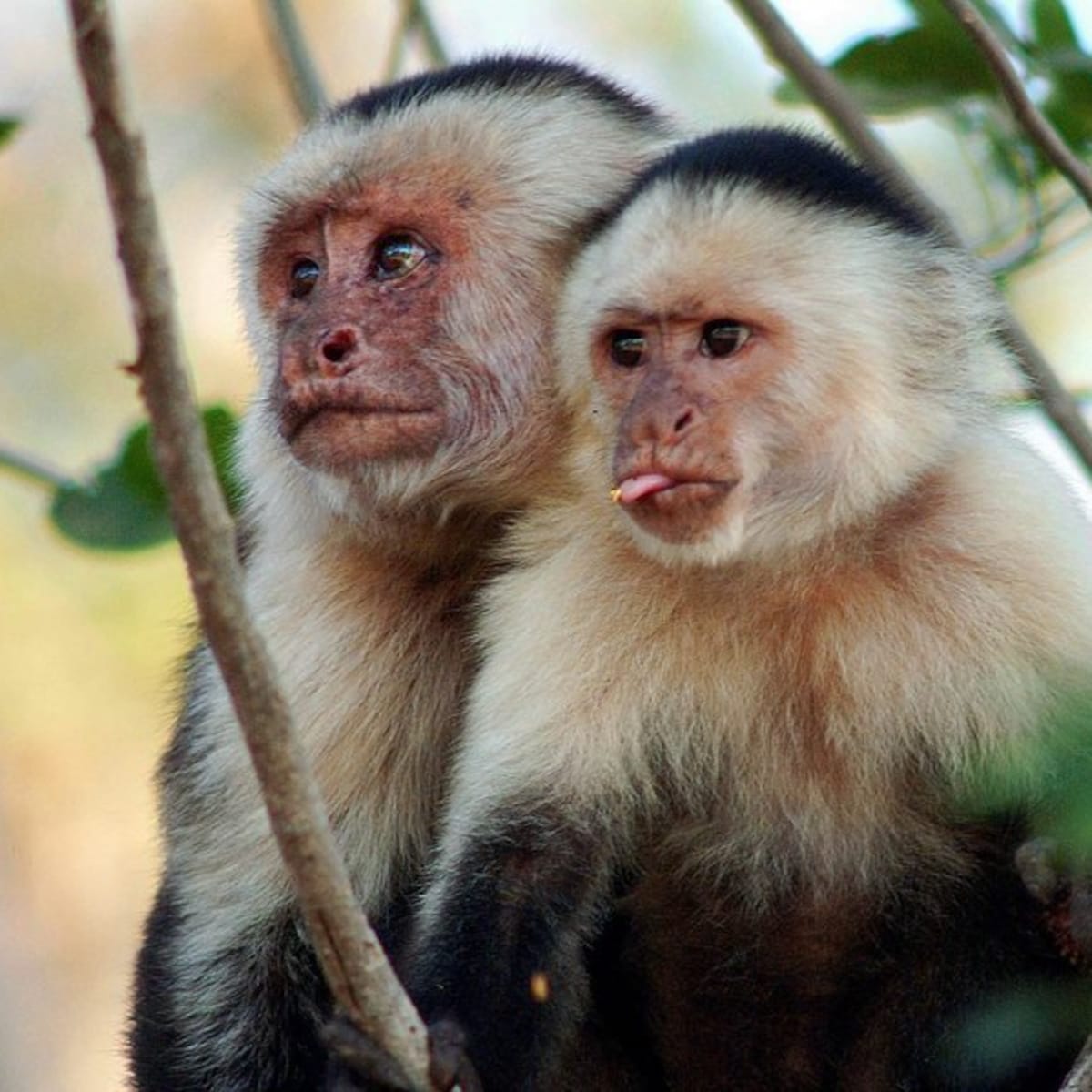 Zuid Afrikaanse Apen
