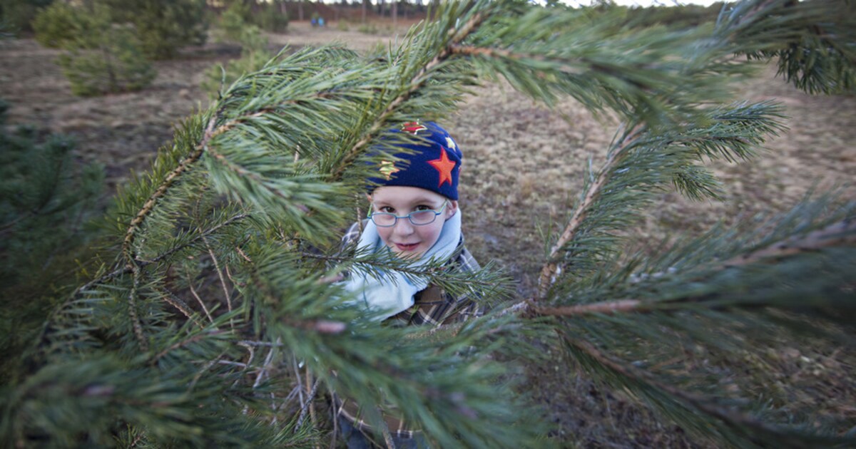 Gratis kerstboom om stuifzand te helpen