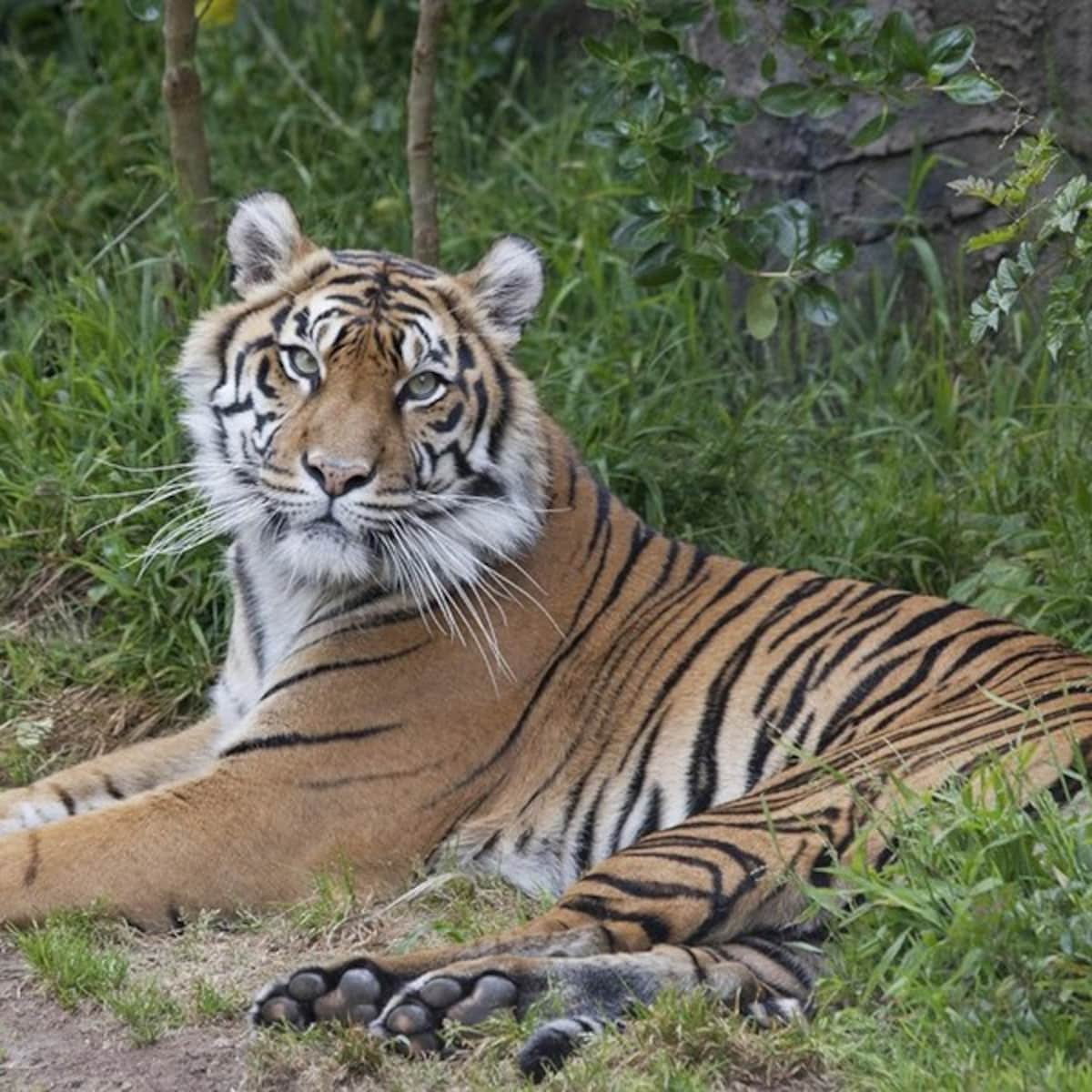 Sumatraanse Tijger