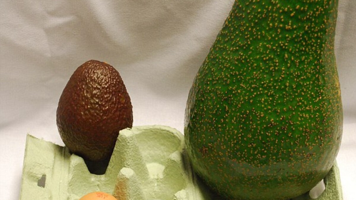 Nieuw in de Britse schappen: een superavocado van 1,3 kilo | Het Parool