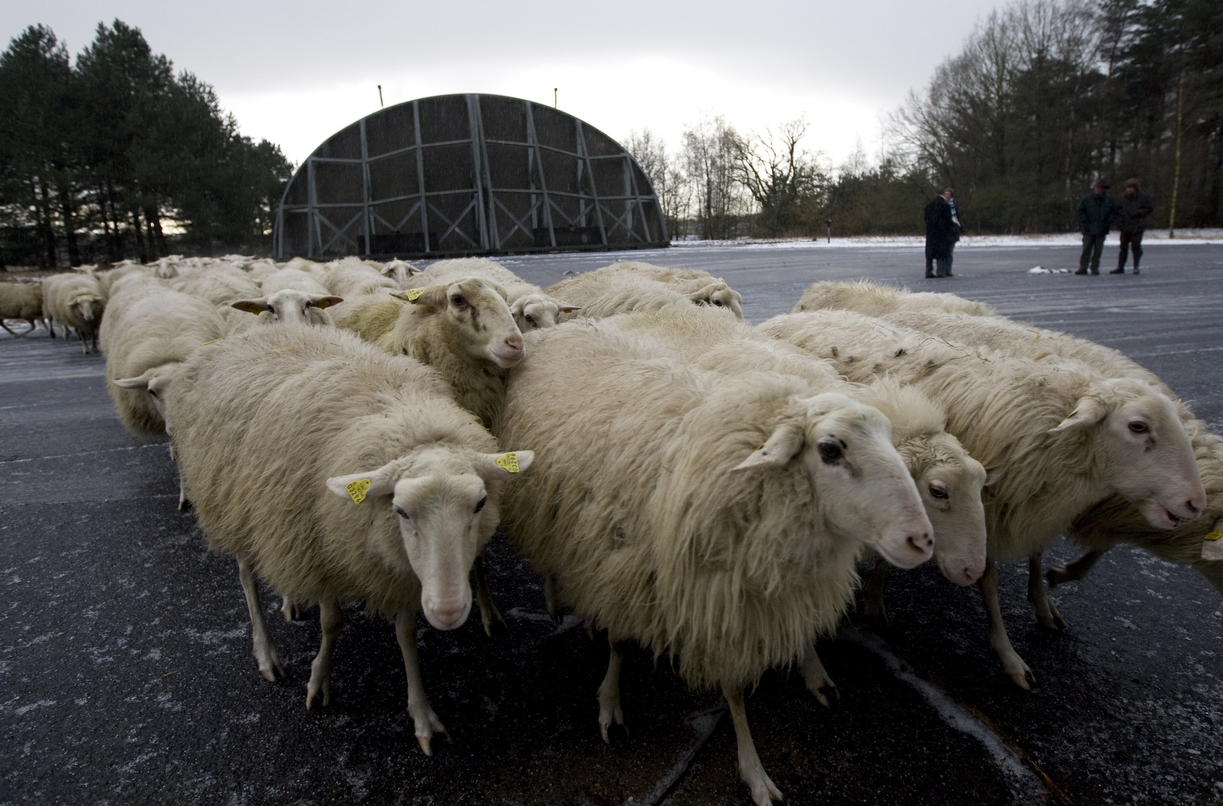 Eigenaar verwaarloosde ruim 100 schapen op Texel | Het Parool