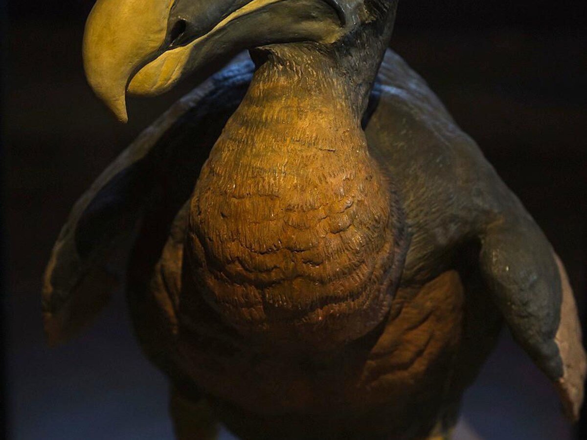 Skelet Van Een Reuzenzeeschildpad Bovenbouw Informatieve Oefentekst